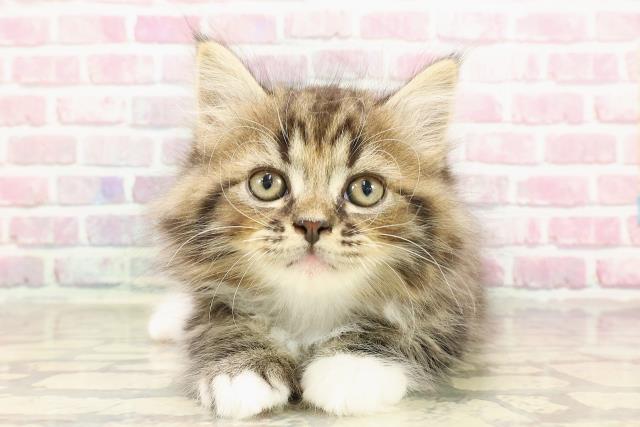 秋田県のサイベリアン (Coo&RIKU秋田店/2025年4月17日生まれ/男の子/ブラウンタビーホワイト)の子猫の1枚目の画像