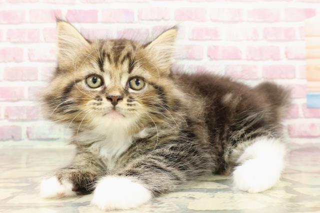 秋田県のサイベリアン (Coo&RIKU秋田店/2025年4月17日生まれ/男の子/ブラウンタビーホワイト)の子猫の2枚目の画像