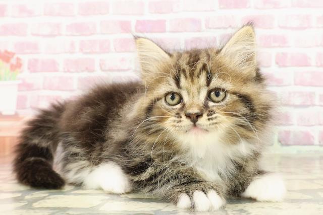 秋田県のサイベリアン (Coo&RIKU秋田店/2025年4月17日生まれ/男の子/ブラウンタビーホワイト)の子猫の3枚目の画像