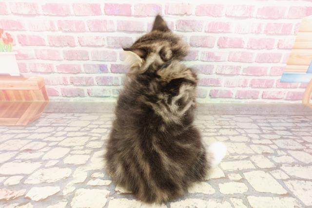秋田県のサイベリアン (Coo&RIKU秋田店/2025年4月17日生まれ/男の子/ブラウンタビーホワイト)の子猫の4枚目の画像