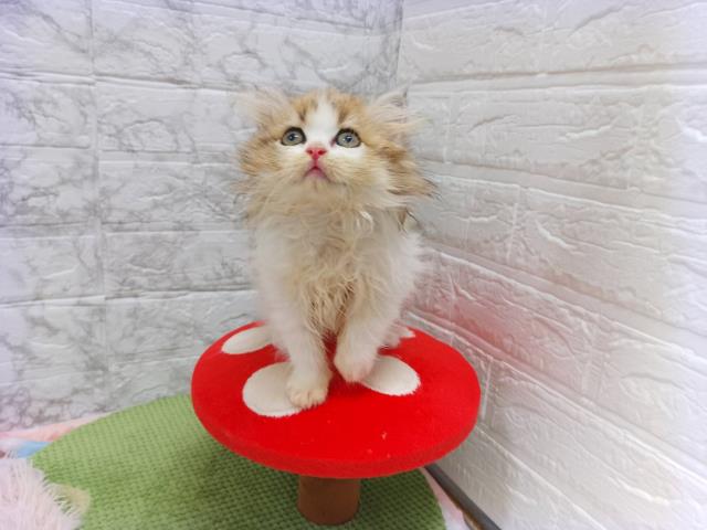 ミヌエット