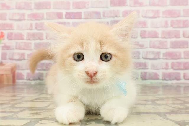 福井県のメインクーン (Coo&RIKU福井店/2025年4月18日生まれ/男の子/クリームホワイト)の子猫の1枚目の画像