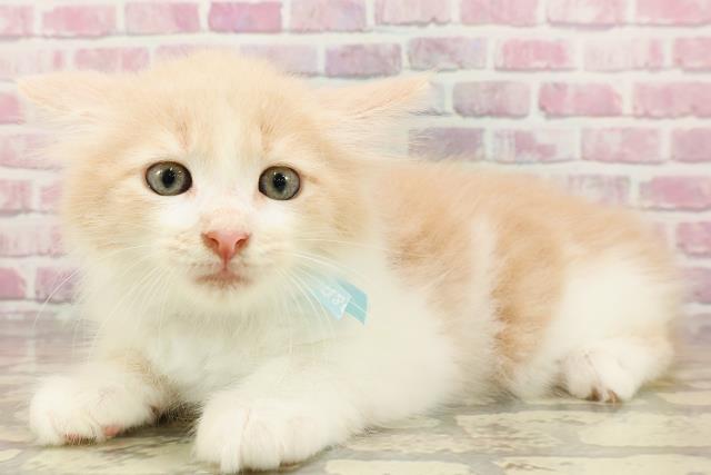 福井県のメインクーン (Coo&RIKU福井店/2025年4月18日生まれ/男の子/クリームホワイト)の子猫の2枚目の画像