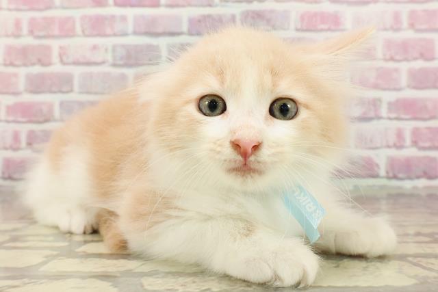 福井県のメインクーン (Coo&RIKU福井店/2025年4月18日生まれ/男の子/クリームホワイト)の子猫の3枚目の画像