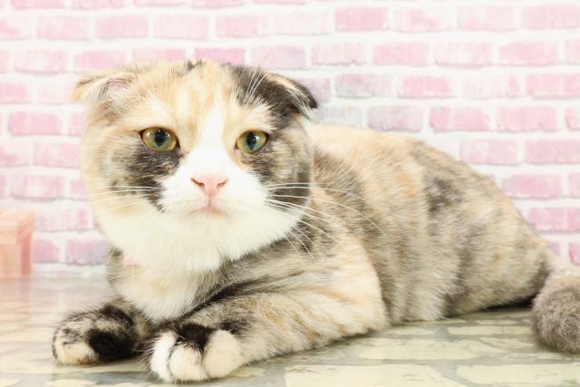 北海道のスコティッシュフォールド (Coo&RIKU旭川店/2025年2月9日生まれ/女の子/キャリコ)の子猫の2枚目の画像