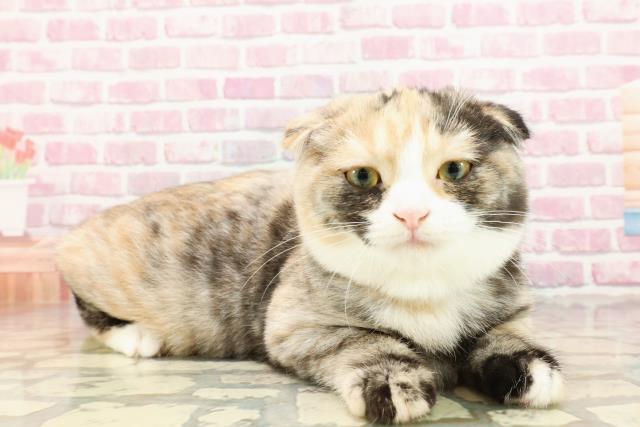 北海道のスコティッシュフォールド (Coo&RIKU旭川店/2025年2月9日生まれ/女の子/キャリコ)の子猫の3枚目の画像