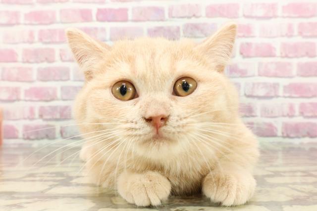 新潟県のマンチカン (Coo&RIKU新潟東店/2025年2月27日生まれ/男の子/クリームタビー)の子猫の1枚目の画像