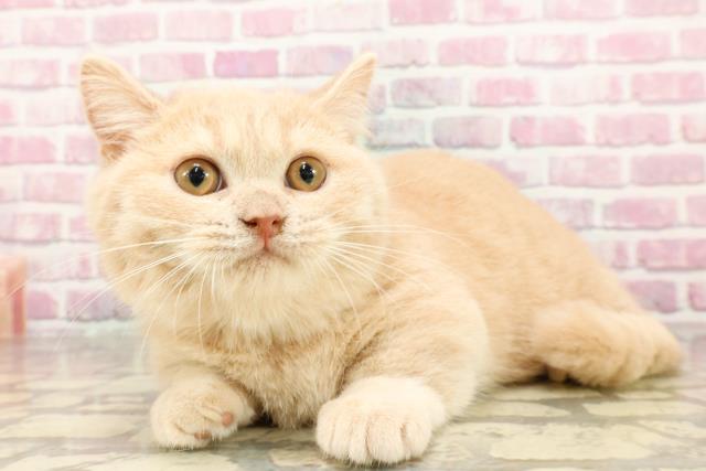 新潟県のマンチカン (Coo&RIKU新潟東店/2025年2月27日生まれ/男の子/クリームタビー)の子猫の2枚目の画像