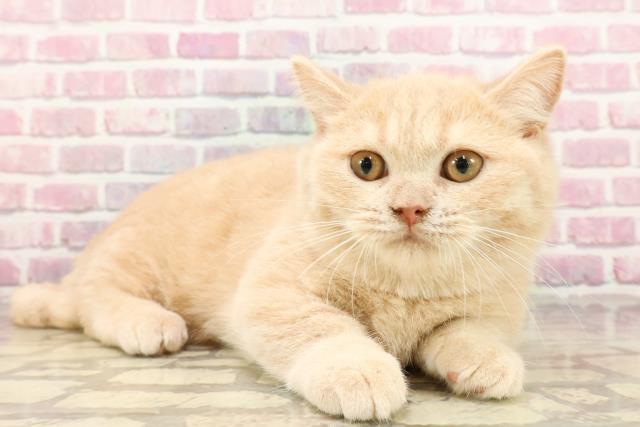 新潟県のマンチカン (Coo&RIKU新潟東店/2025年2月27日生まれ/男の子/クリームタビー)の子猫の3枚目の画像