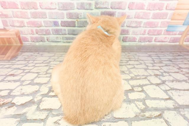 新潟県のマンチカン (Coo&RIKU新潟東店/2025年2月27日生まれ/男の子/クリームタビー)の子猫の4枚目の画像