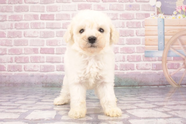 大阪府のトイプードル(トイ) (Coo&RIKU心斎橋店/2025年4月19日生まれ/男の子/ホワイト)の子犬
