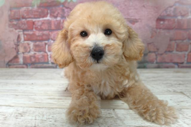 大阪府のトイプードル(トイ) (Coo&RIKU枚方店/2025年4月14日生まれ/男の子/アプリコット)の子犬