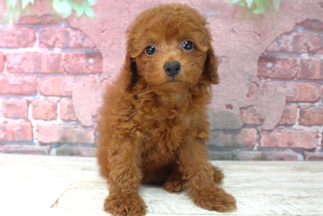 大阪府のトイプードル(トイ) (Coo&RIKU寝屋川店/2025年4月16日生まれ/女の子/レッド)の子犬
