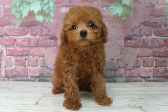 兵庫県のトイプードル(トイ) (Coo&RIKU三木店/2025年4月16日生まれ/女の子/レッド)の子犬