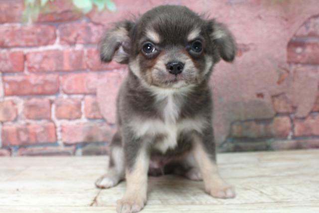 新潟県のチワワ(ロング) (Coo&RIKU新潟東店/2025年4月20日生まれ/男の子/ブルータン)の子犬