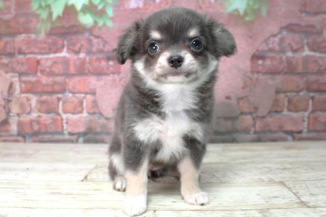 北海道のチワワ(ロング) (Coo&RIKU旭川店/2025年4月20日生まれ/女の子/ブルータン)の子犬の1枚目の画像