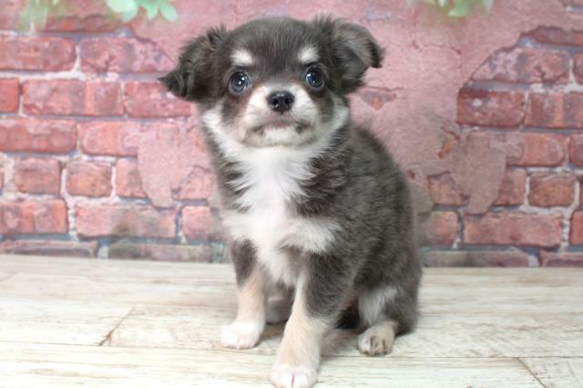 北海道のチワワ(ロング) (Coo&RIKU旭川店/2025年4月20日生まれ/女の子/ブルータン)の子犬の2枚目の画像