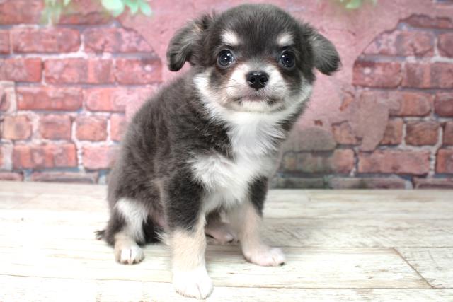 北海道のチワワ(ロング) (Coo&RIKU旭川店/2025年4月20日生まれ/女の子/ブルータン)の子犬の3枚目の画像