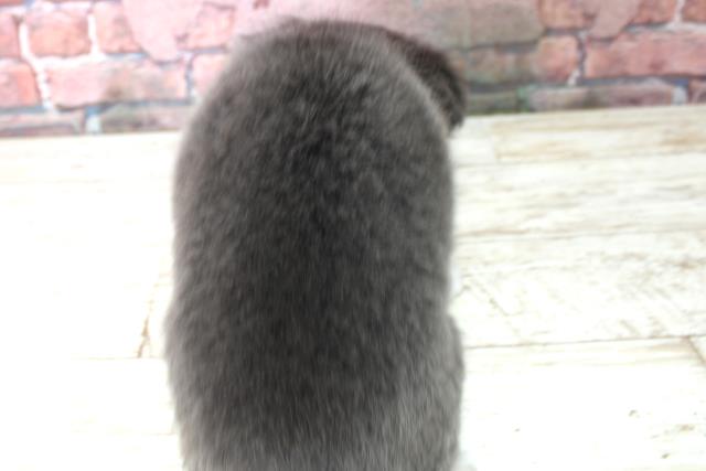 北海道のチワワ(ロング) (Coo&RIKU旭川店/2025年4月20日生まれ/女の子/ブルータン)の子犬の4枚目の画像