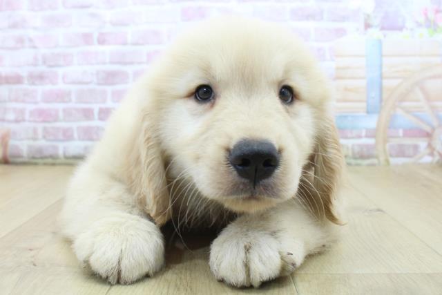 新潟県のゴールデンレトリバー (Coo&RIKU長岡店/2025年4月14日生まれ/男の子/ゴールド)の子犬