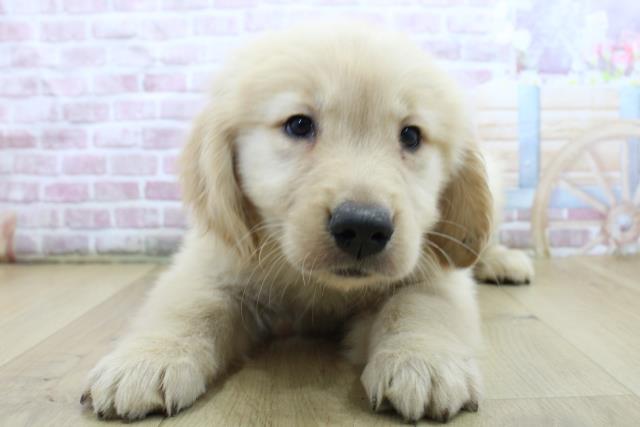 新潟県のゴールデンレトリバー (Coo&RIKU新潟東店/2025年4月14日生まれ/女の子/ゴールド)の子犬