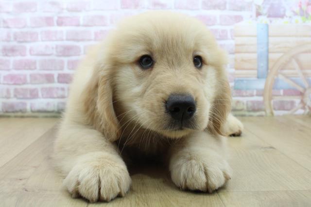 神奈川県のゴールデンレトリバー (Coo&RIKU藤沢店/2025年4月14日生まれ/女の子/ゴールド)の子犬の1枚目の画像