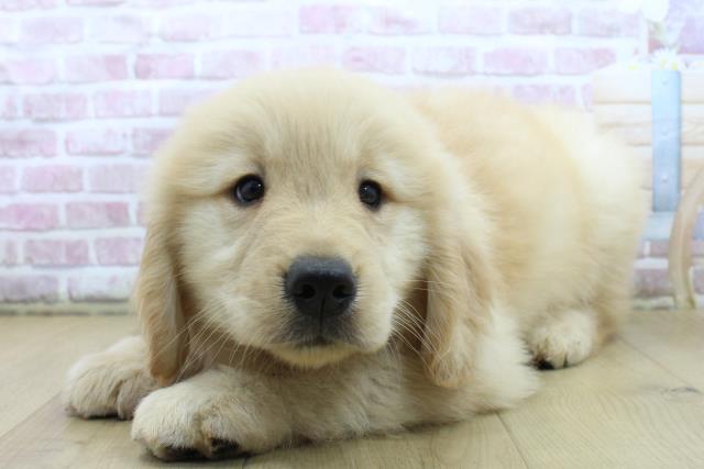 神奈川県のゴールデンレトリバー (Coo&RIKU藤沢店/2025年4月14日生まれ/女の子/ゴールド)の子犬の2枚目の画像