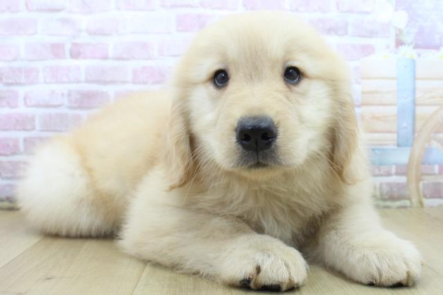 神奈川県のゴールデンレトリバー (Coo&RIKU藤沢店/2025年4月14日生まれ/女の子/ゴールド)の子犬の3枚目の画像