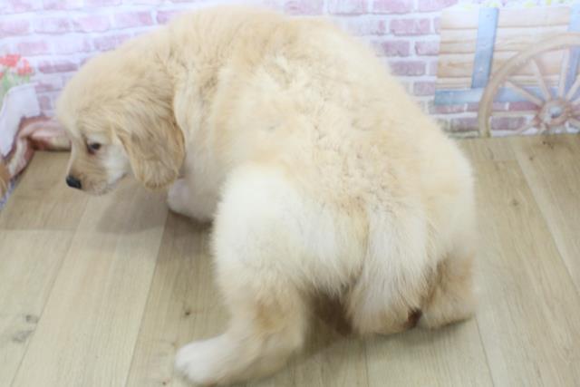 神奈川県のゴールデンレトリバー (Coo&RIKU藤沢店/2025年4月14日生まれ/女の子/ゴールド)の子犬の4枚目の画像