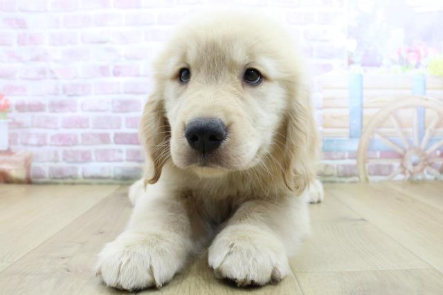 神奈川県のゴールデンレトリバー (Coo&RIKU横浜旭店/2025年4月14日生まれ/女の子/ゴールド)の子犬の1枚目の画像