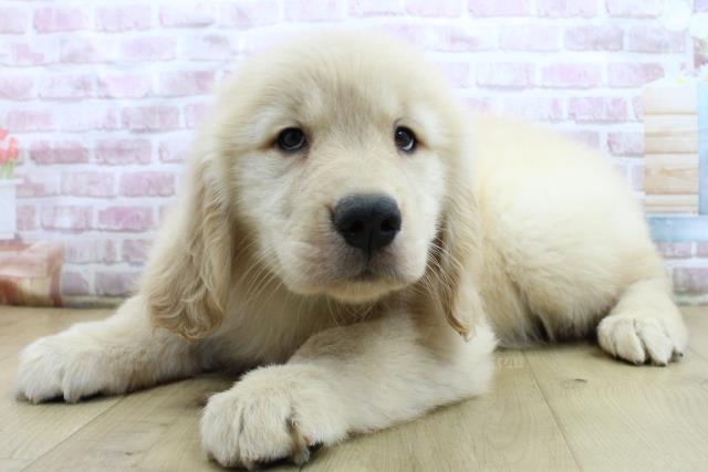 神奈川県のゴールデンレトリバー (Coo&RIKU横浜旭店/2025年4月14日生まれ/女の子/ゴールド)の子犬の2枚目の画像