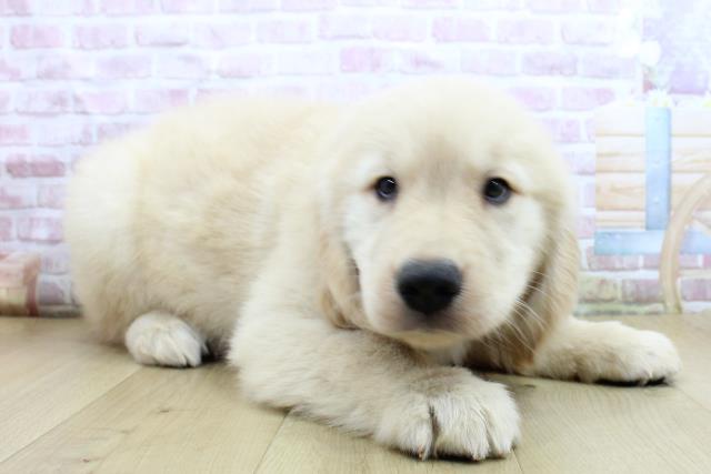 神奈川県のゴールデンレトリバー (Coo&RIKU横浜旭店/2025年4月14日生まれ/女の子/ゴールド)の子犬の3枚目の画像