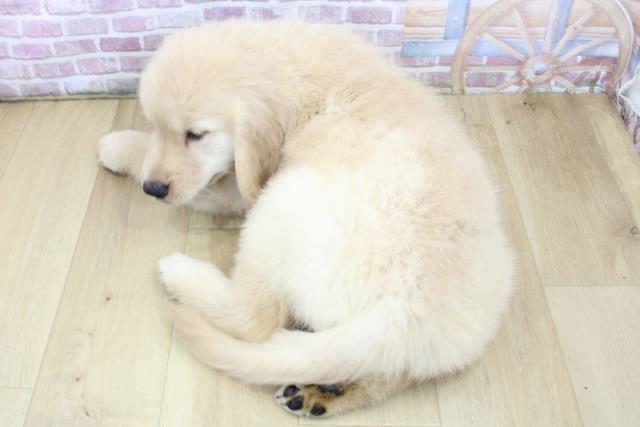 神奈川県のゴールデンレトリバー (Coo&RIKU横浜旭店/2025年4月14日生まれ/女の子/ゴールド)の子犬の4枚目の画像