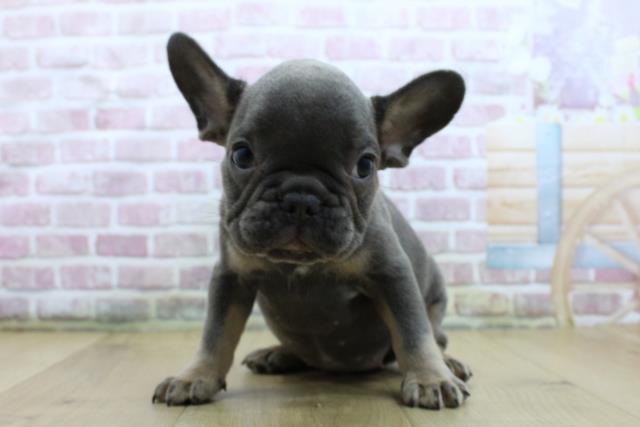 福島県のフレンチブルドッグ (Coo&RIKU郡山店/2025年4月16日生まれ/女の子/ブルーホワイト)の子犬