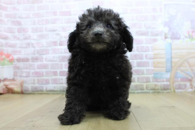 宮城県のトイプードル(トイ) (Coo&RIKU仙台太白店/2025年4月19日生まれ/男の子/シルバー)の子犬