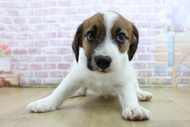 青森県のジャックラッセルテリア (Coo&RIKU八戸店/2025年4月19日生まれ/男の子/ホワイトタン)の子犬の1枚目の画像