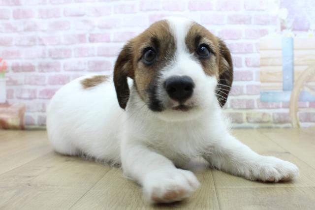 青森県のジャックラッセルテリア (Coo&RIKU八戸店/2025年4月19日生まれ/男の子/ホワイトタン)の子犬の3枚目の画像