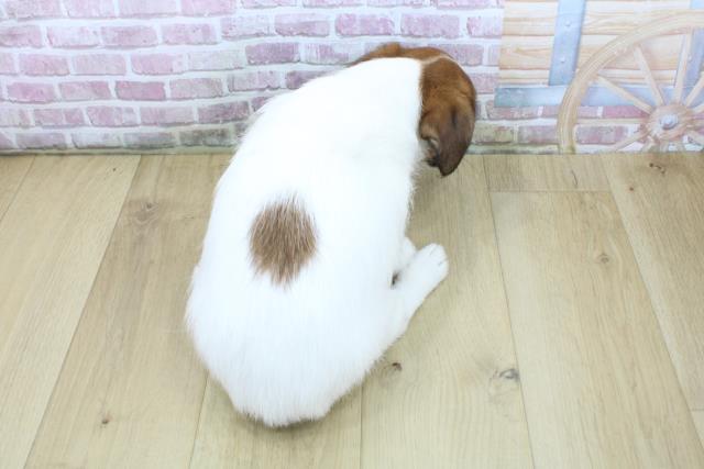 青森県のジャックラッセルテリア (Coo&RIKU八戸店/2025年4月19日生まれ/男の子/ホワイトタン)の子犬の4枚目の画像