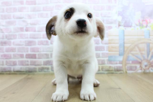 福島県のジャックラッセルテリア (Coo&RIKU郡山店/2025年4月19日生まれ/女の子/ホワイトタン)の子犬の1枚目の画像