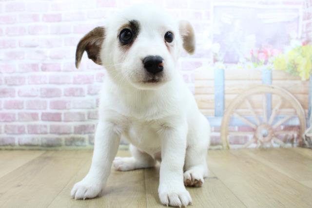 福島県のジャックラッセルテリア (Coo&RIKU郡山店/2025年4月19日生まれ/女の子/ホワイトタン)の子犬の2枚目の画像