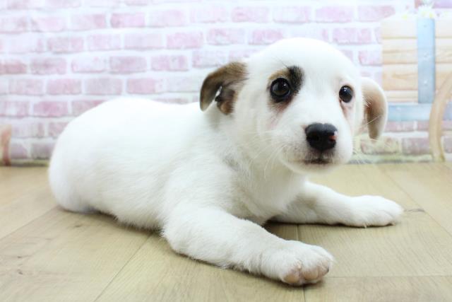 福島県のジャックラッセルテリア (Coo&RIKU郡山店/2025年4月19日生まれ/女の子/ホワイトタン)の子犬の3枚目の画像
