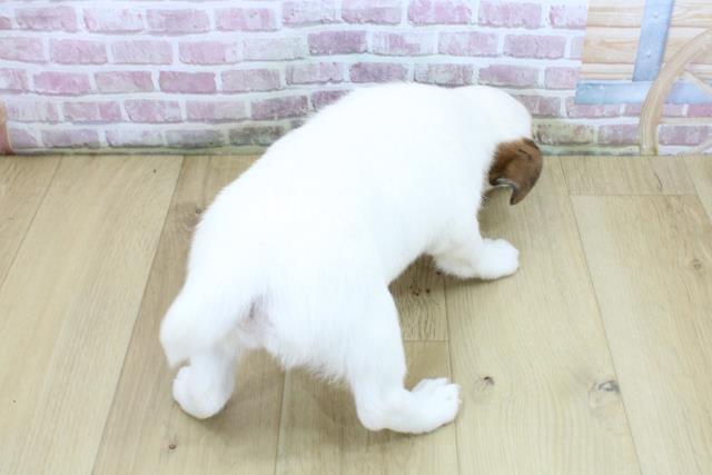 福島県のジャックラッセルテリア (Coo&RIKU郡山店/2025年4月19日生まれ/女の子/ホワイトタン)の子犬の4枚目の画像