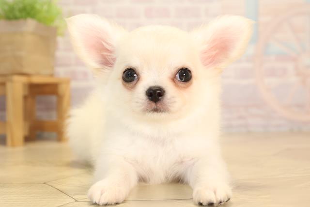 三重県のチワワ(ロング) (Coo&RIKU津高茶屋店/2025年4月17日生まれ/男の子/クリーム)の子犬