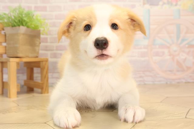 三重県のボーダーコリー (Coo&RIKU津高茶屋店/2025年4月18日生まれ/男の子/クリームホワイト)の子犬の1枚目の画像