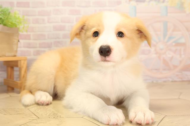 三重県のボーダーコリー (Coo&RIKU津高茶屋店/2025年4月18日生まれ/男の子/クリームホワイト)の子犬の2枚目の画像
