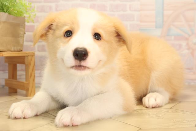三重県のボーダーコリー (Coo&RIKU津高茶屋店/2025年4月18日生まれ/男の子/クリームホワイト)の子犬の3枚目の画像