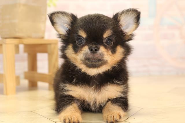 愛知県のチワワ(ロング) (Coo&RIKU岡崎店/2025年4月20日生まれ/女の子/ブラックタン)の子犬