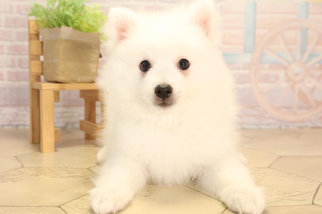 三重県の日本スピッツ (Coo&RIKU四日市店/2025年4月14日生まれ/男の子/ホワイト)の子犬の1枚目の画像