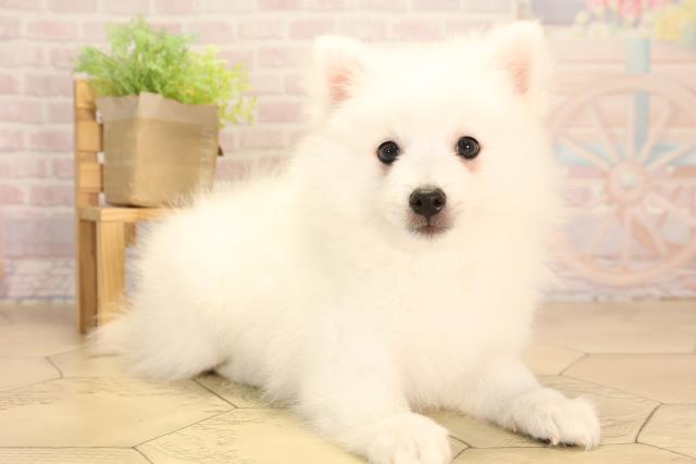 三重県の日本スピッツ (Coo&RIKU四日市店/2025年4月14日生まれ/男の子/ホワイト)の子犬の2枚目の画像