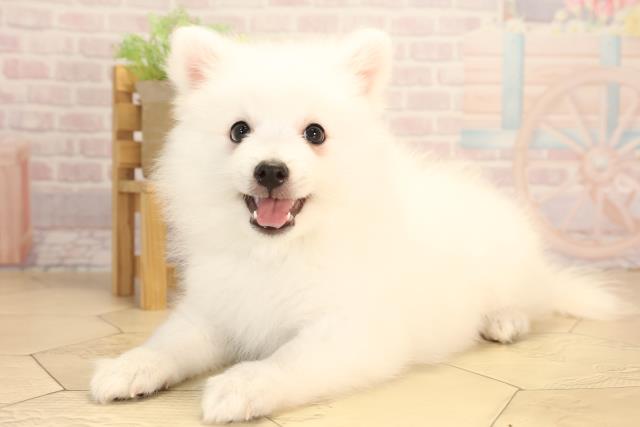三重県の日本スピッツ (Coo&RIKU四日市店/2025年4月14日生まれ/男の子/ホワイト)の子犬の3枚目の画像